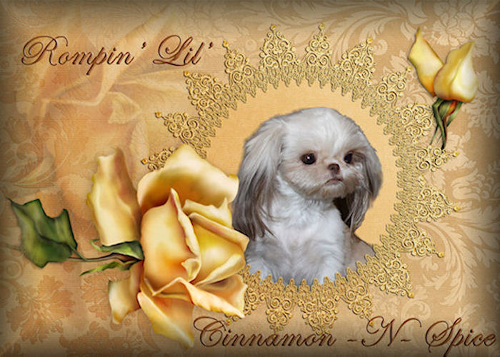 Cinnamon_Tiny Chinese Imperial Shih Tzu